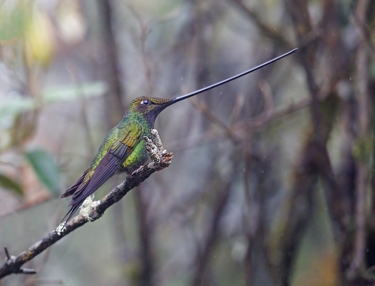 Sword-billed Hummingbird - ML643789358