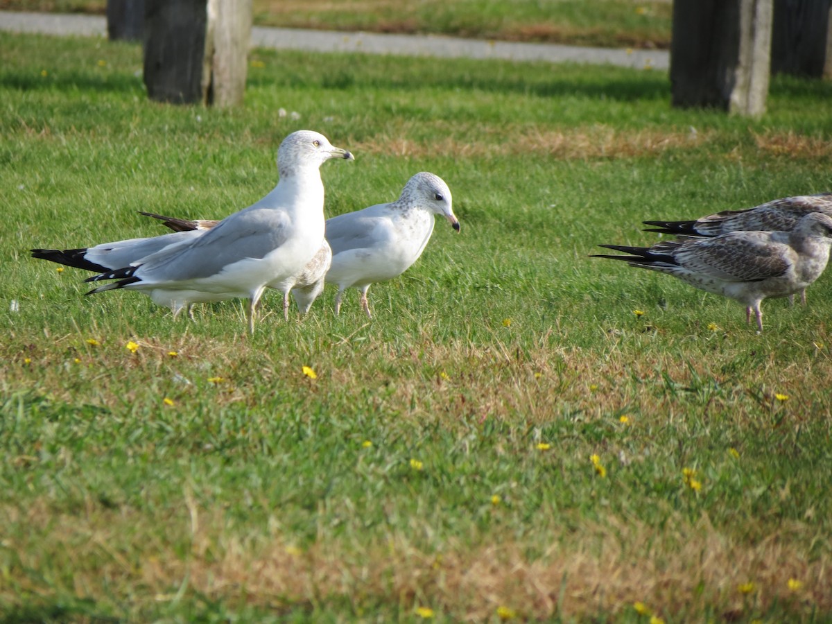 Ring-billed Gull - ML643789359