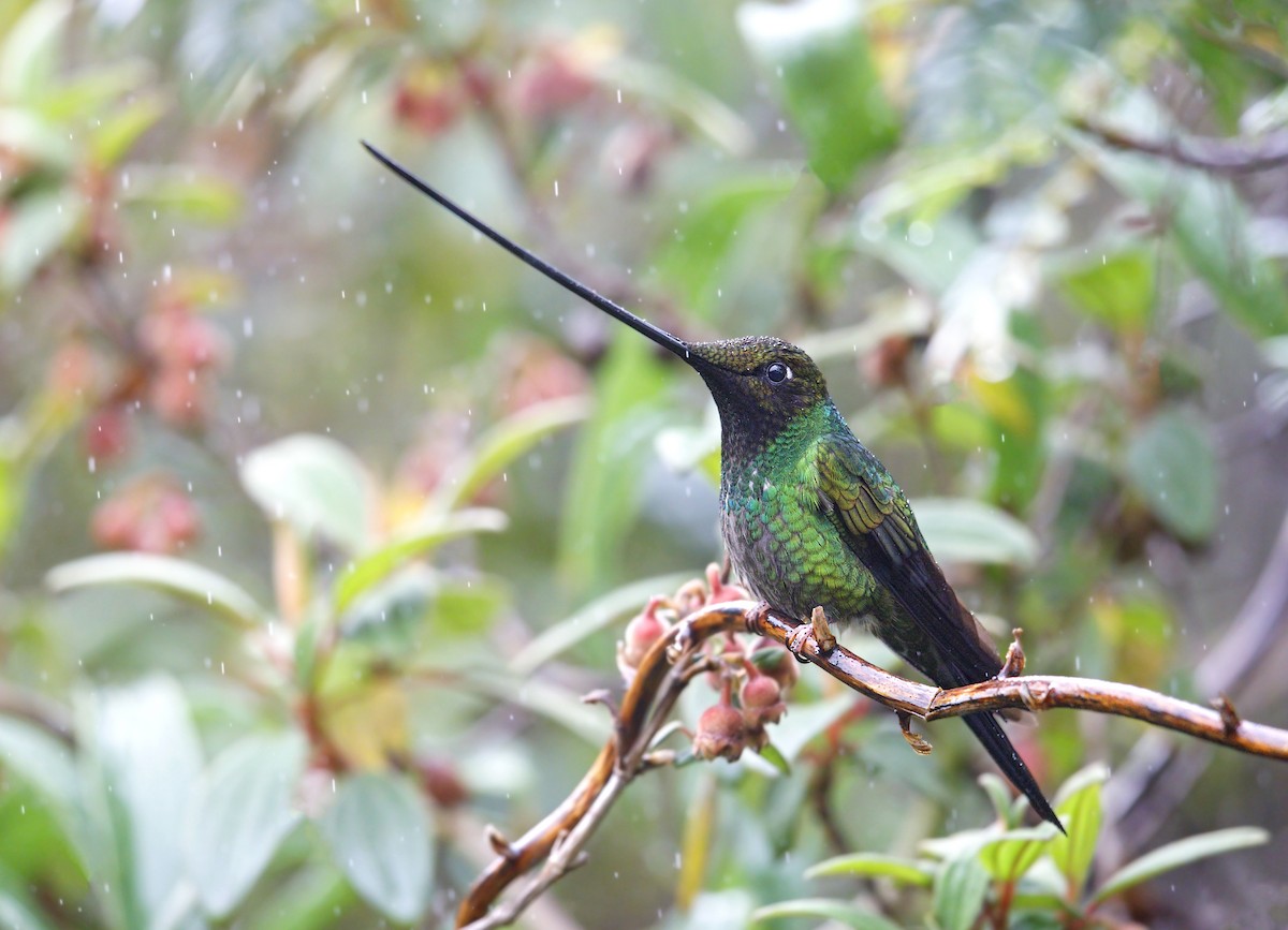 Sword-billed Hummingbird - ML643789362