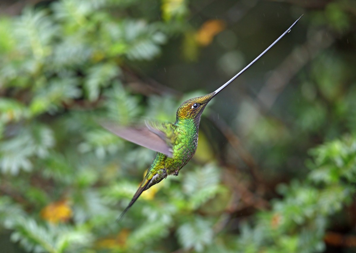 Sword-billed Hummingbird - ML643789363