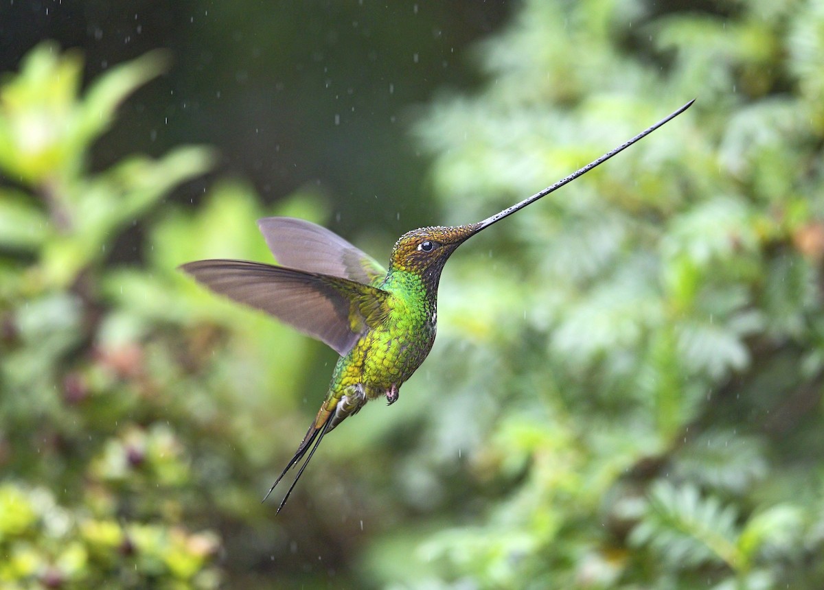 Sword-billed Hummingbird - ML643789364
