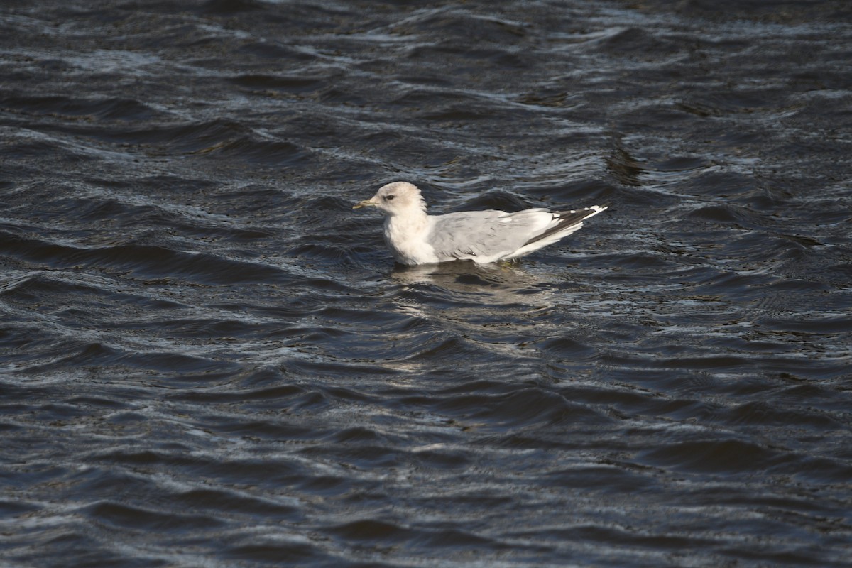 Short-billed Gull - ML643789365