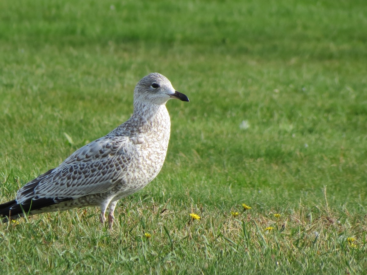 Ring-billed Gull - ML643789366