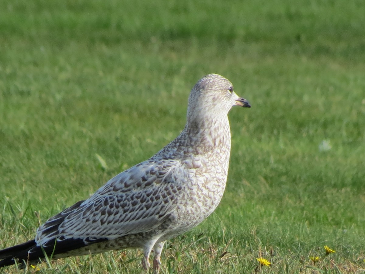 Ring-billed Gull - ML643789368