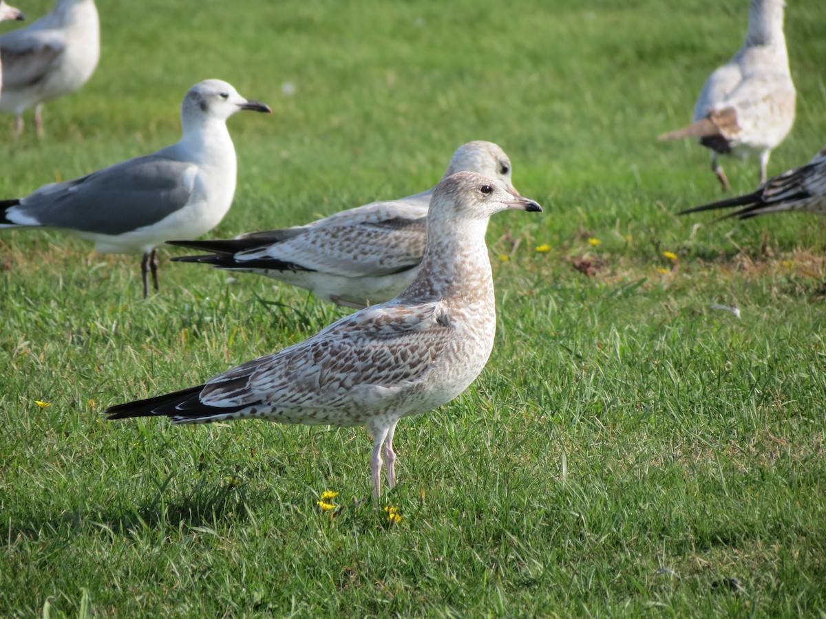 Ring-billed Gull - ML643789371