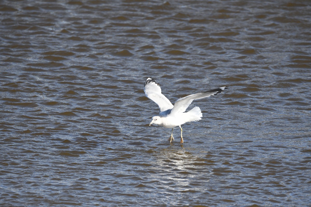Short-billed Gull - ML643789378