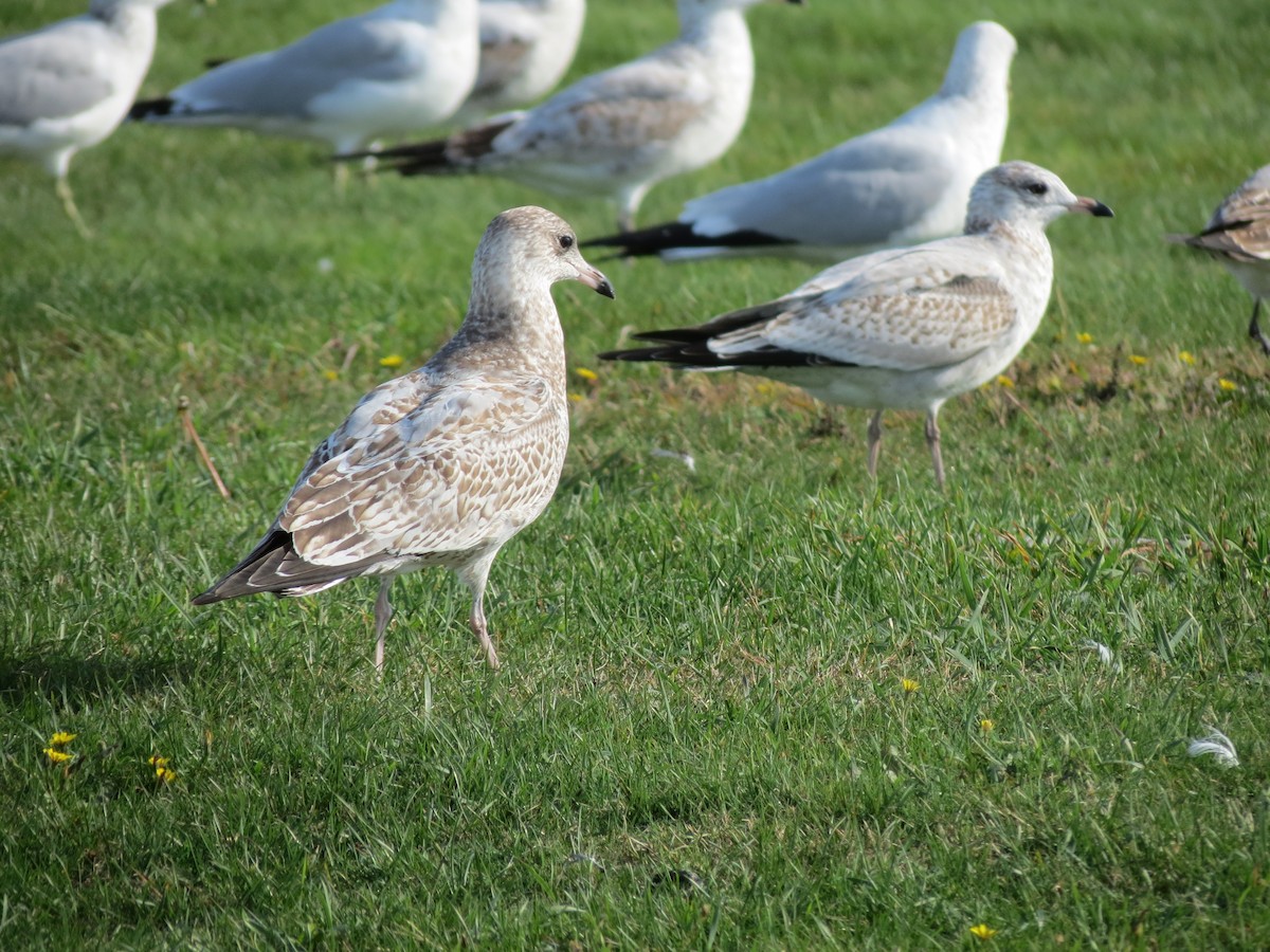 Ring-billed Gull - ML643789379