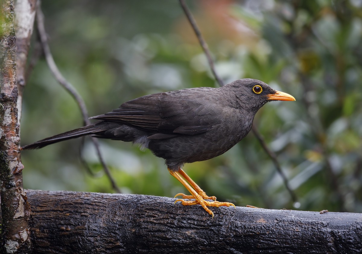 Great Thrush - ML643789391
