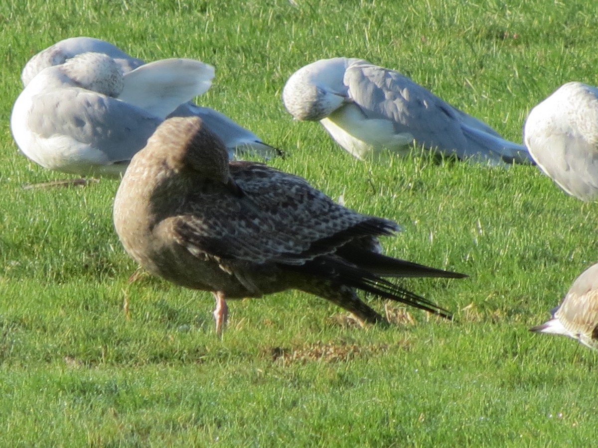 American Herring Gull - ML643789395