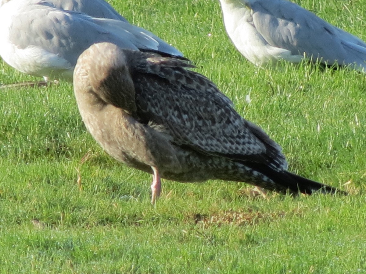 American Herring Gull - ML643789400