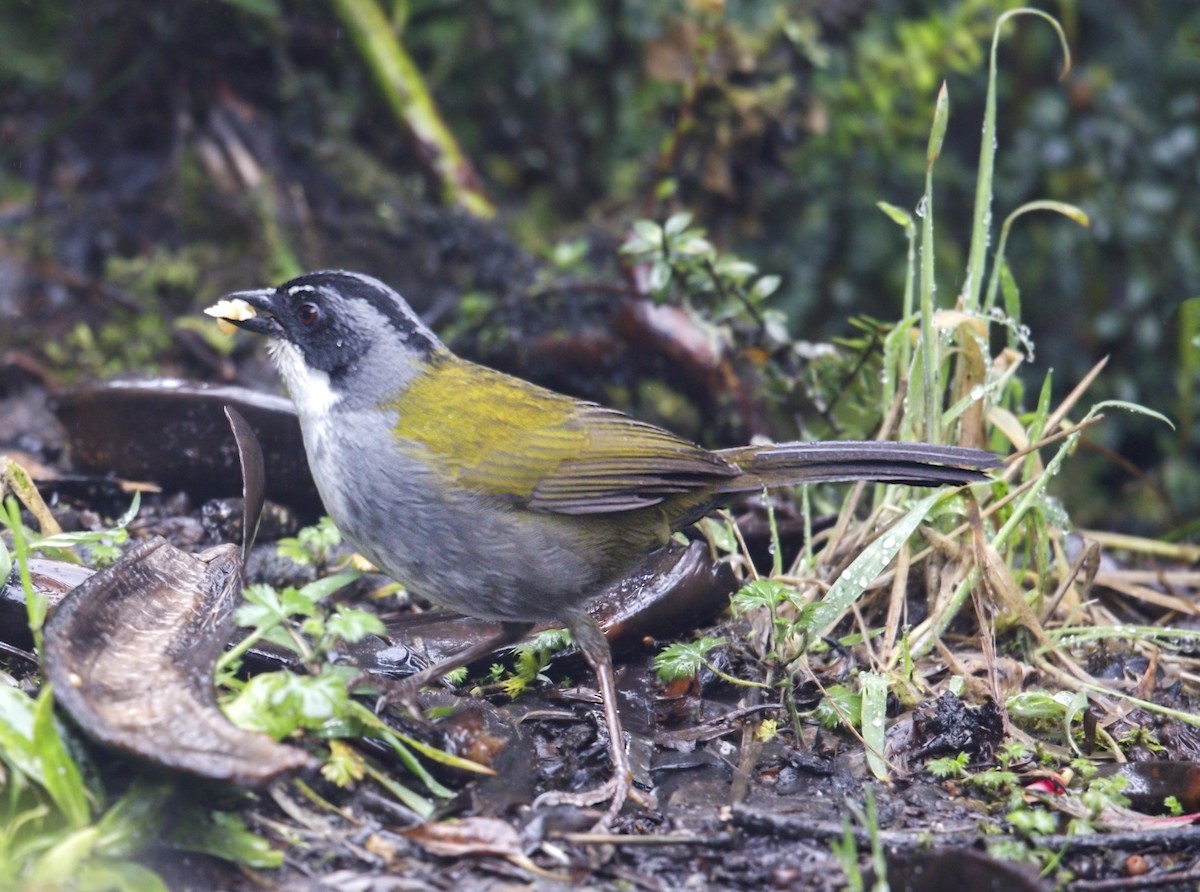 Gray-browed Brushfinch - ML643789412