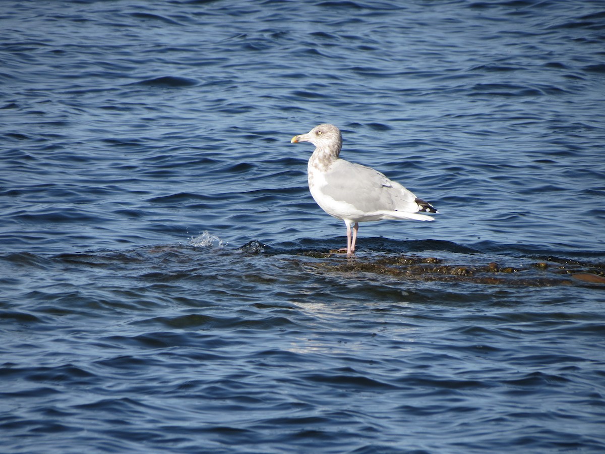 American Herring Gull - ML643789415