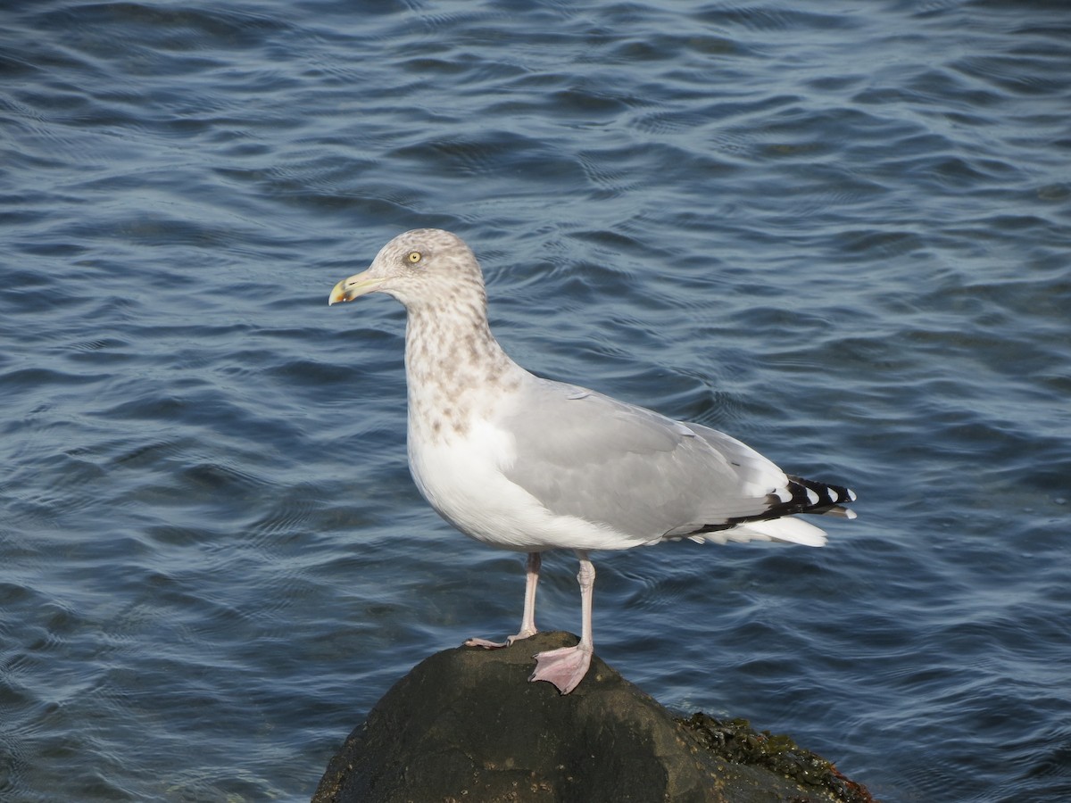 American Herring Gull - ML643789416