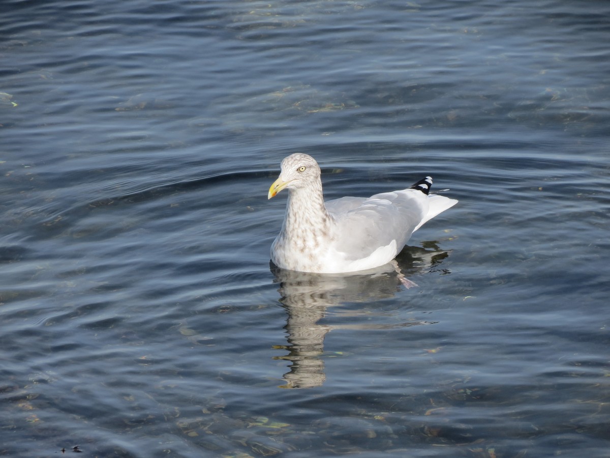 American Herring Gull - ML643789419