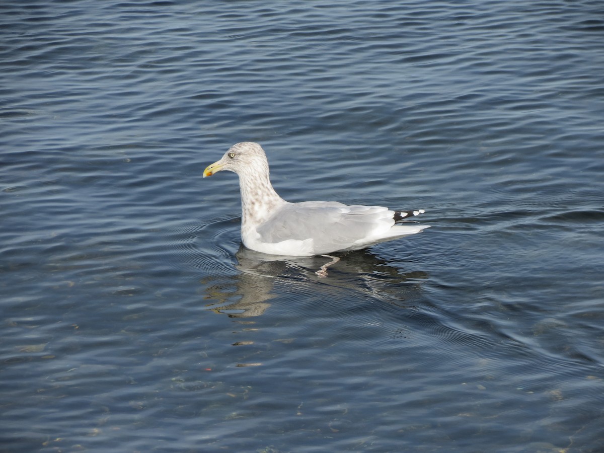 American Herring Gull - ML643789422