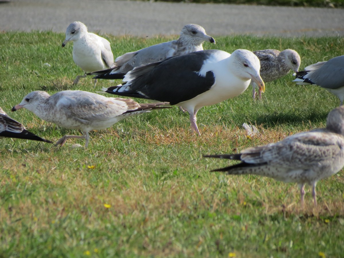 Great Black-backed Gull - ML643789437