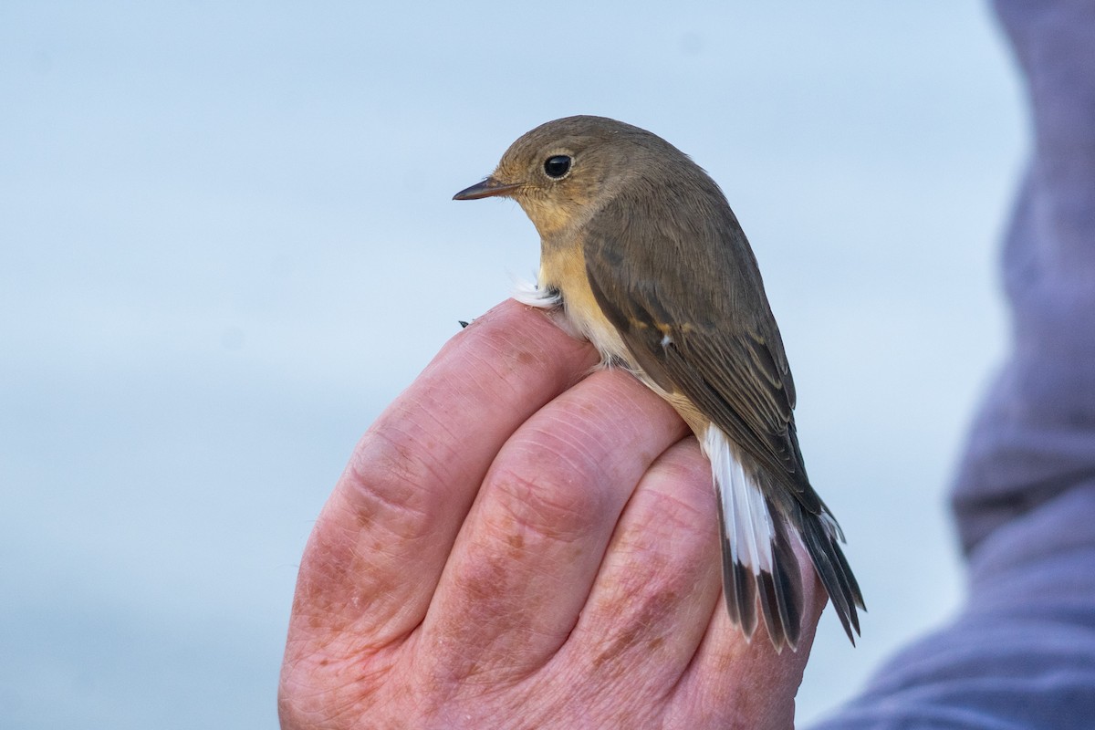 Red-breasted Flycatcher - ML643789438