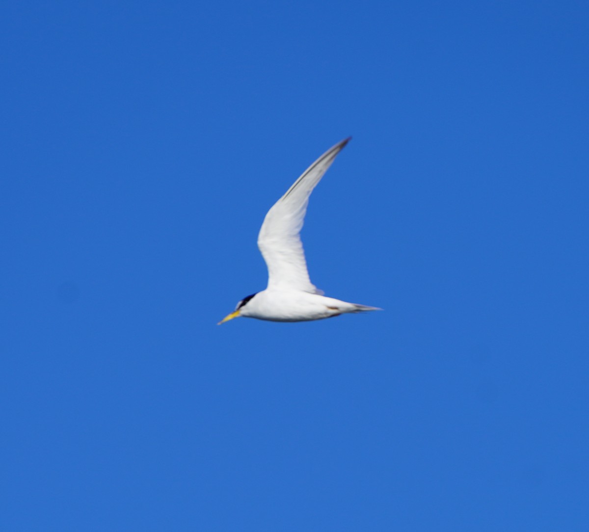 Least Tern - ML643789440