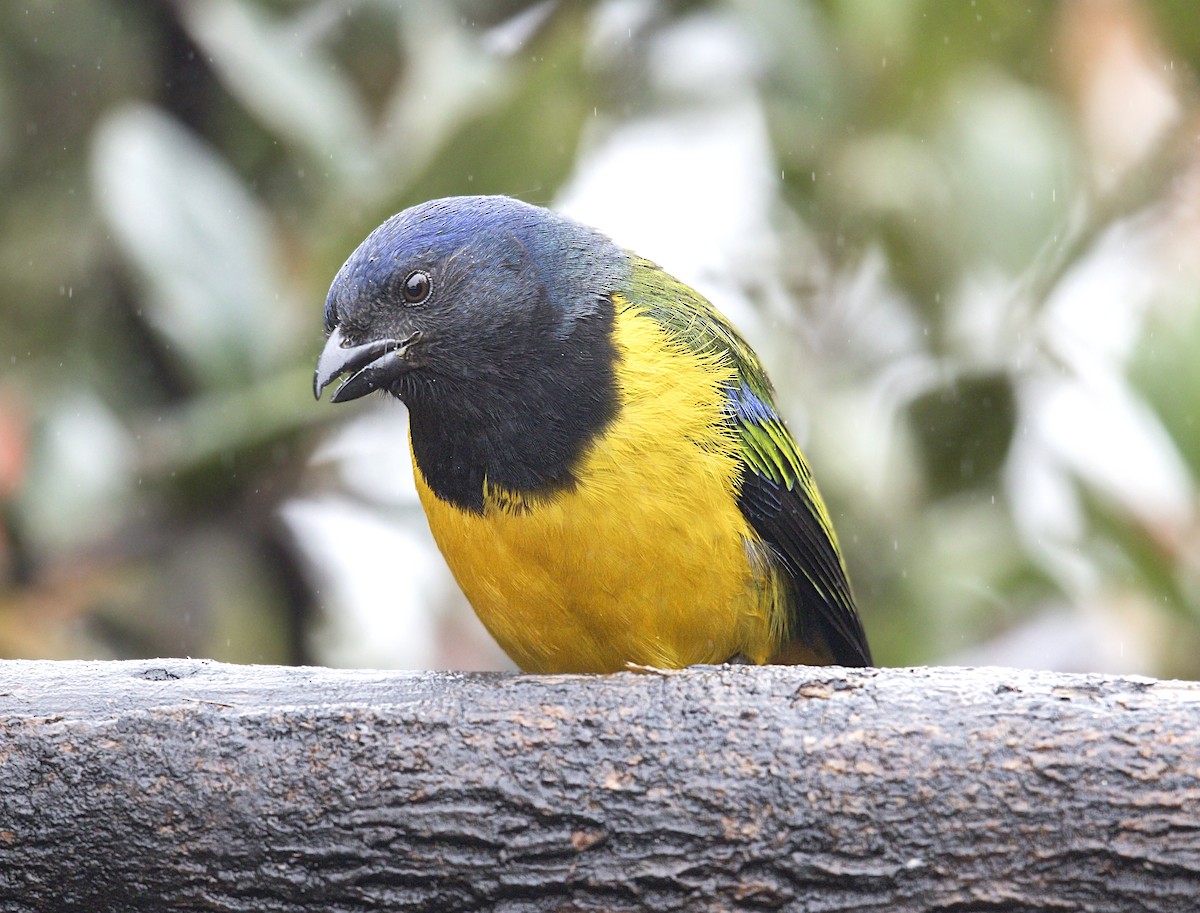 Black-chested Mountain Tanager - ML643789441