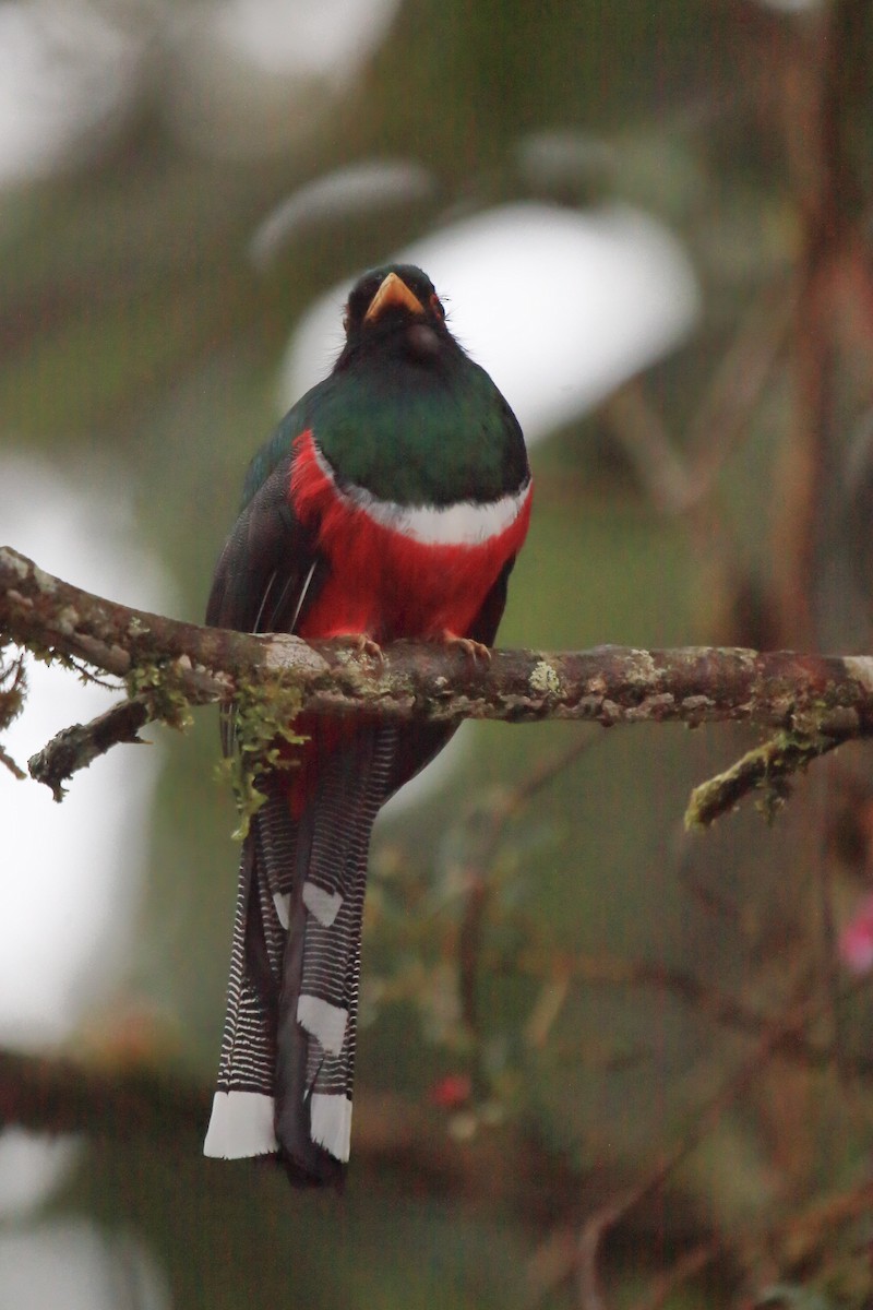 Masked Trogon - ML643789445