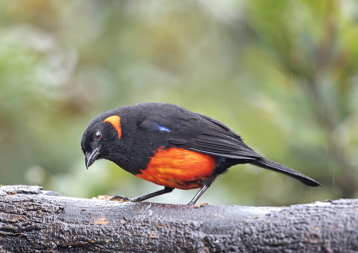 Scarlet-bellied Mountain Tanager - ML643789447