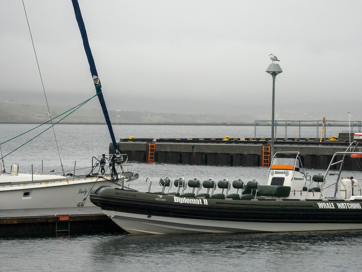 European Herring Gull - ML643789448