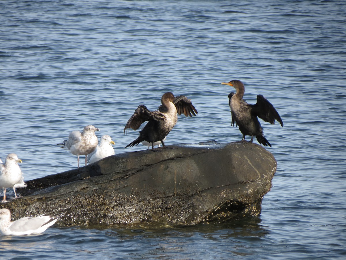 Double-crested Cormorant - ML643789449