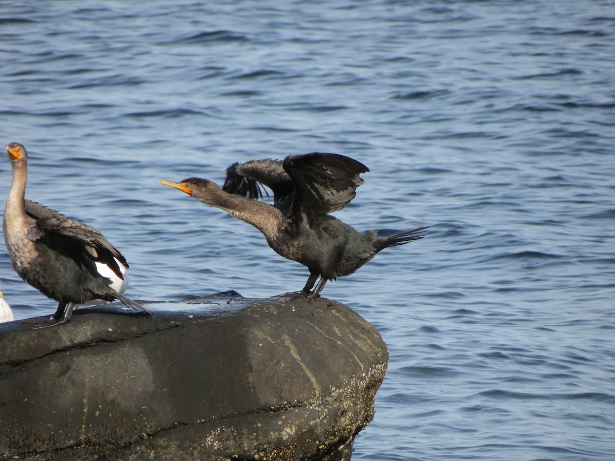 Double-crested Cormorant - ML643789452