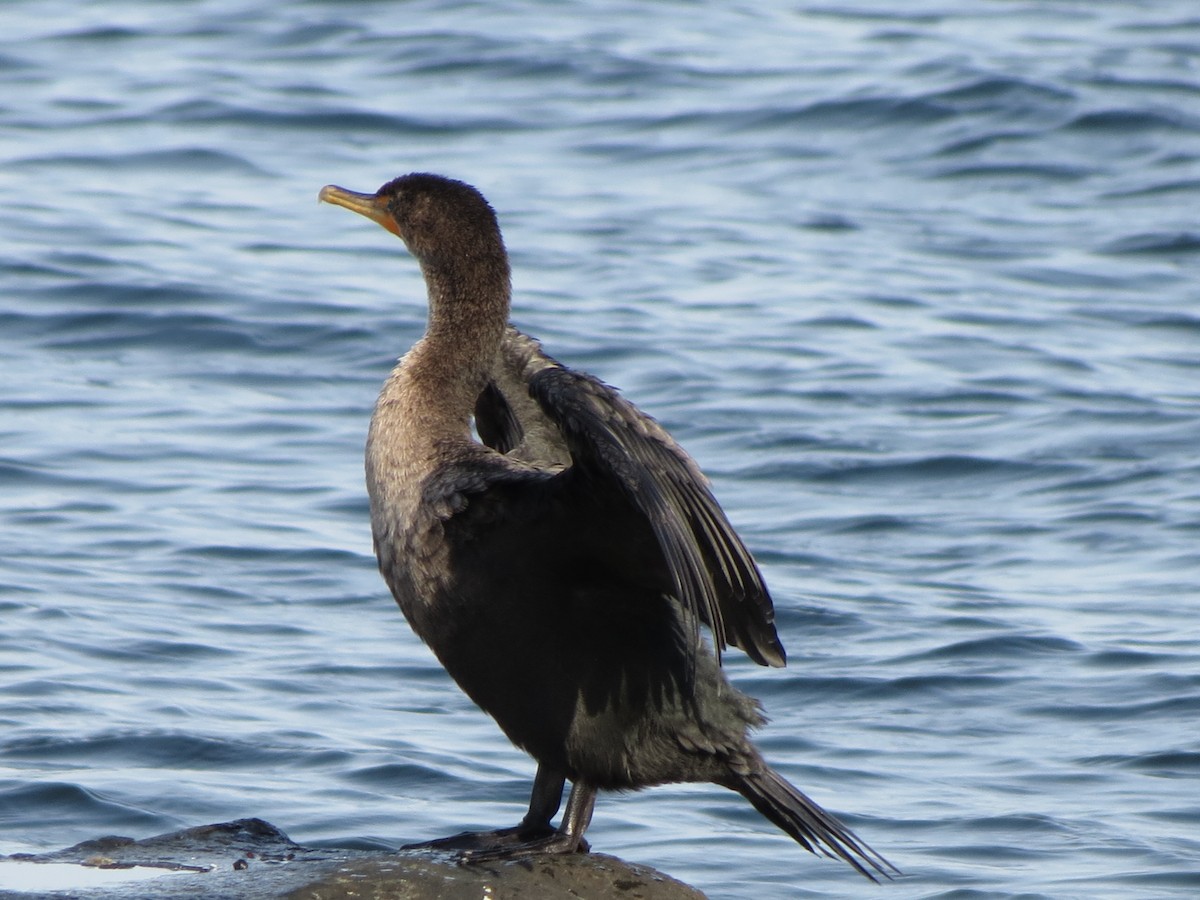Double-crested Cormorant - ML643789455