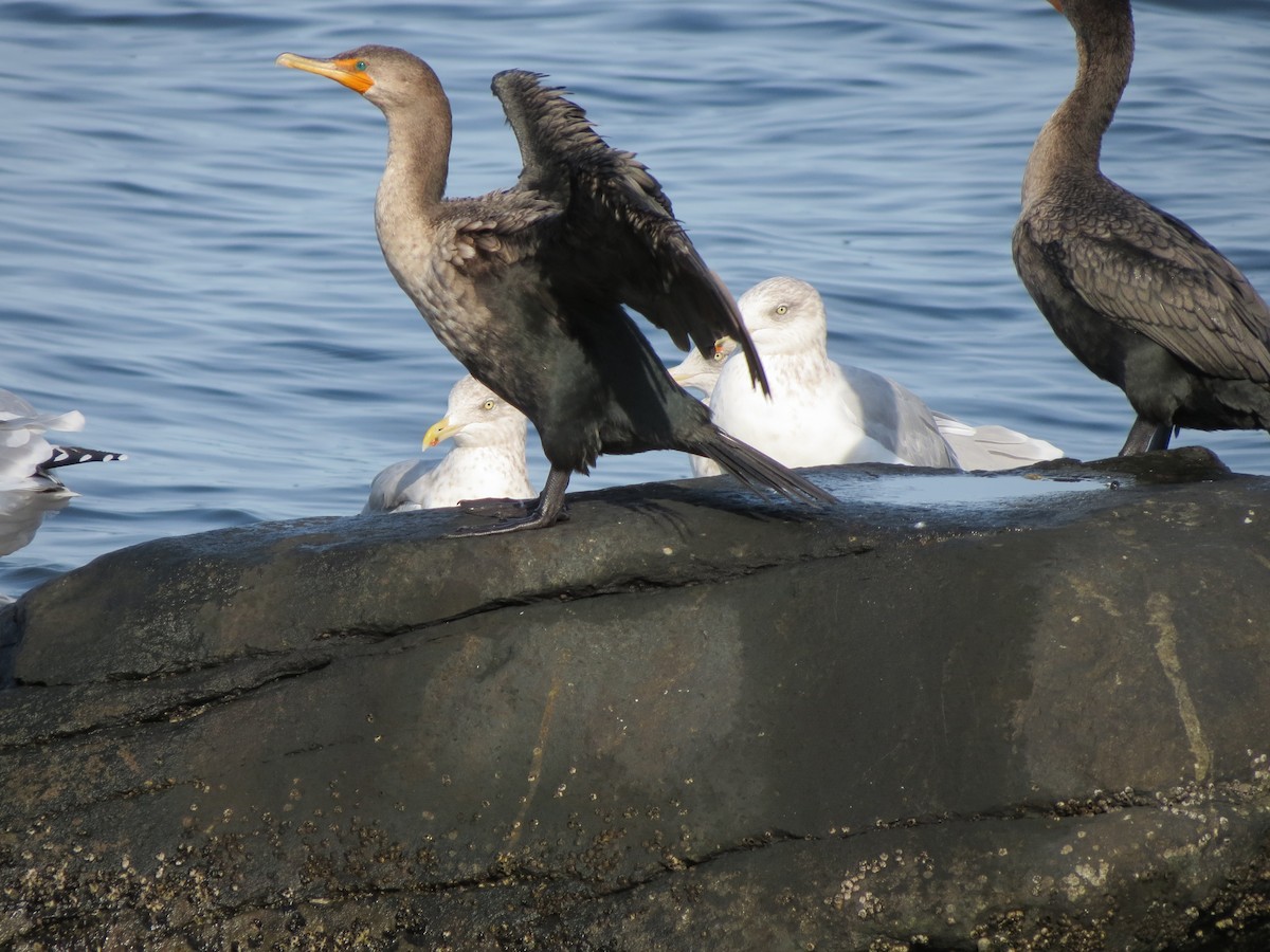 Double-crested Cormorant - ML643789456
