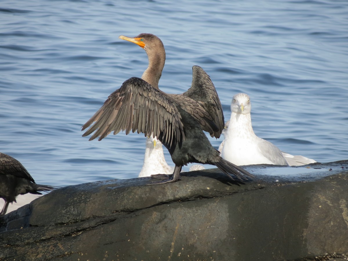 Double-crested Cormorant - ML643789458