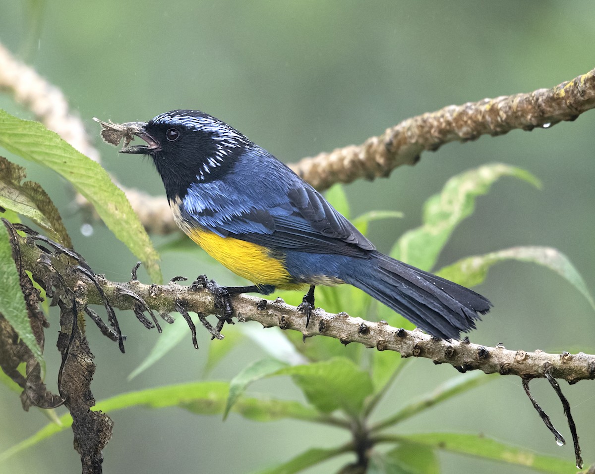 Buff-breasted Mountain Tanager (Buff-breasted) - ML643789462