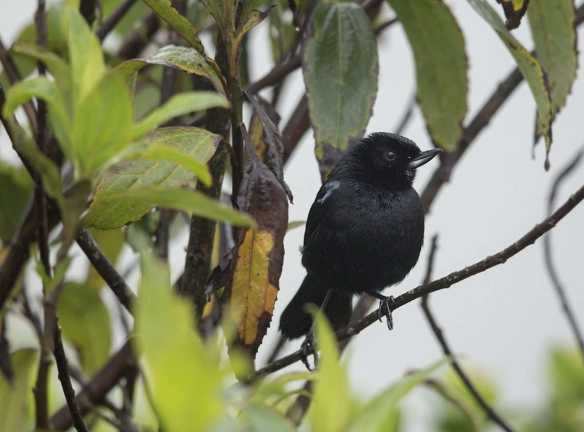 Glossy Flowerpiercer - ML643789474