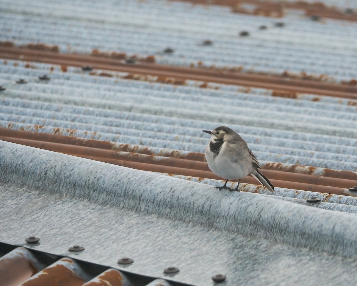 白鶺鴒 - ML643789484