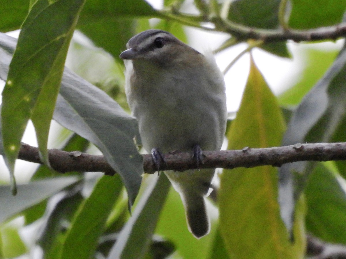 Black-whiskered Vireo - ML643789525