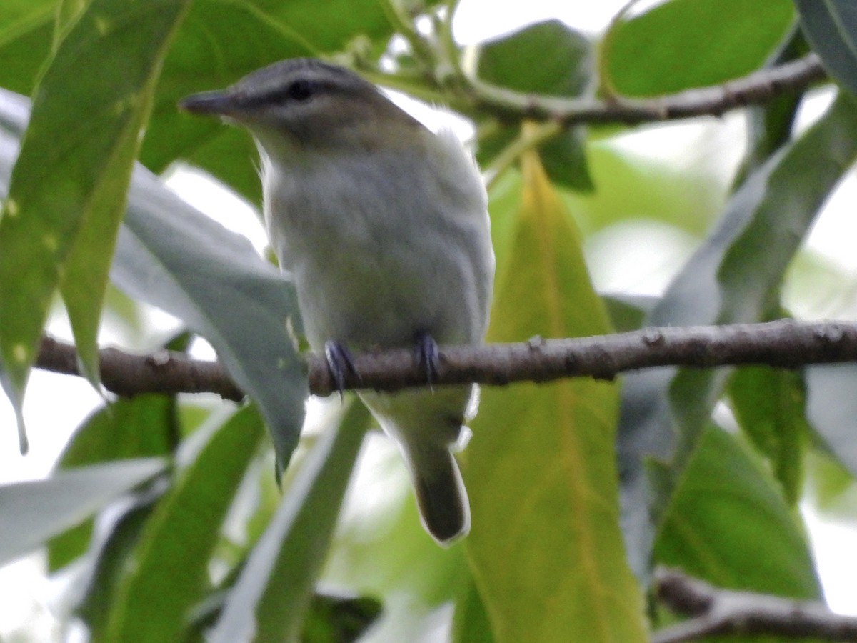 Black-whiskered Vireo - ML643789526