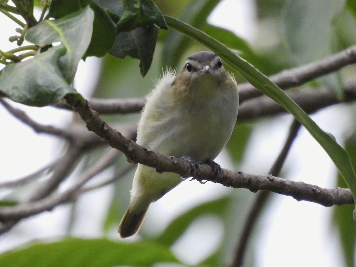 Black-whiskered Vireo - ML643789527