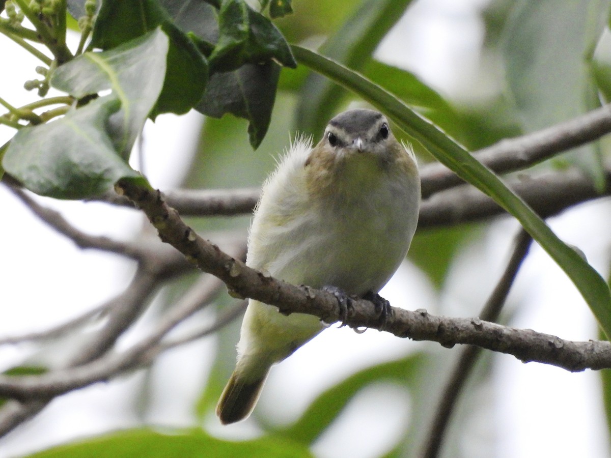 Black-whiskered Vireo - ML643789528
