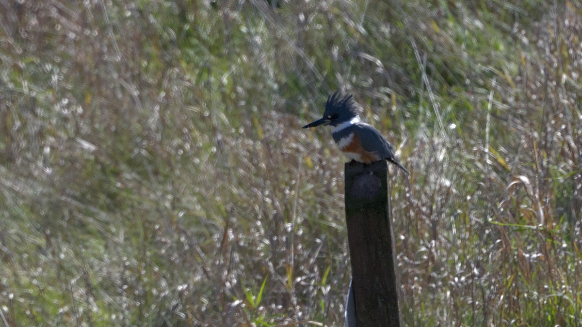 Belted Kingfisher - ML643789545
