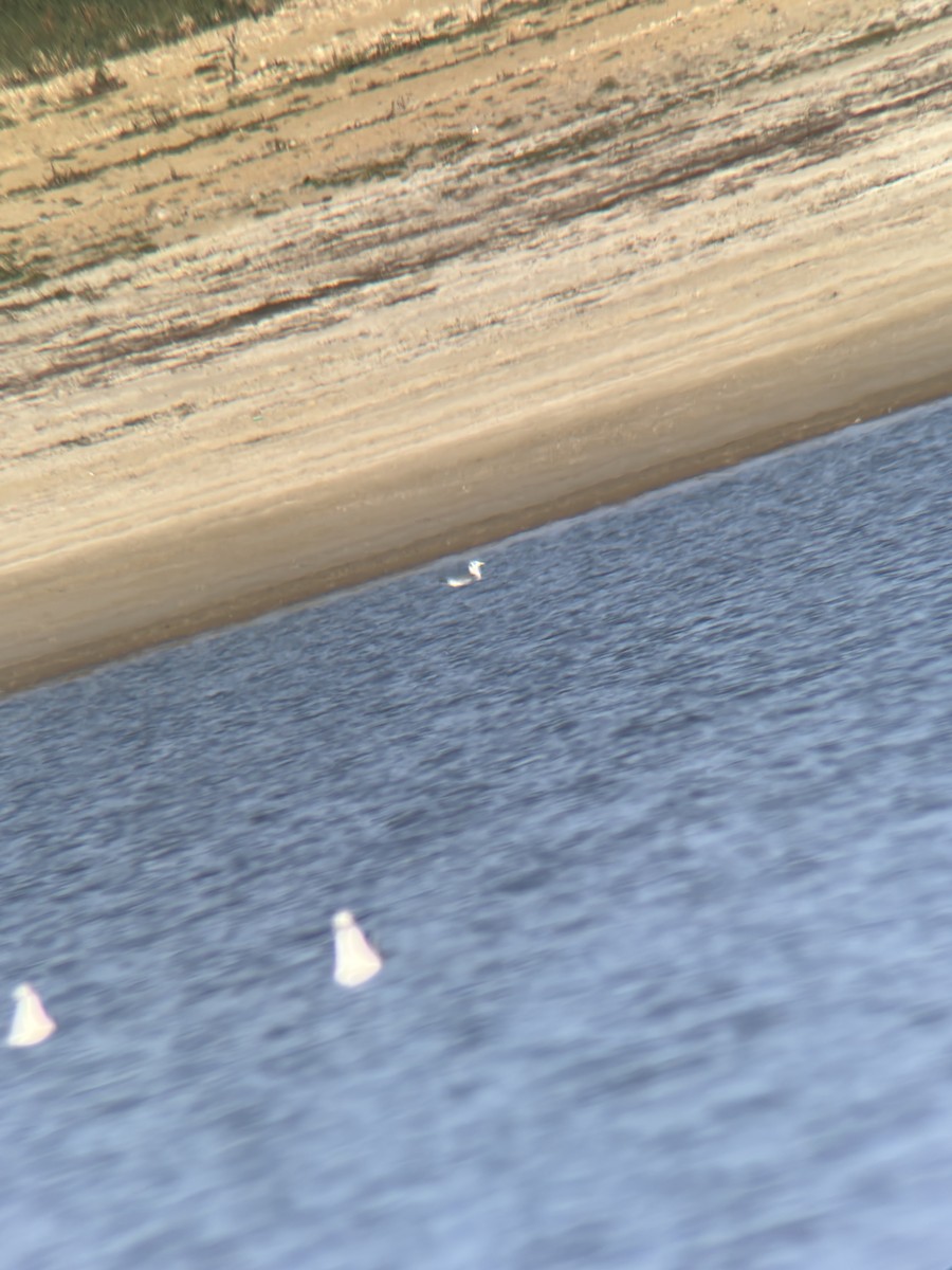 Mouette tridactyle - ML643789552
