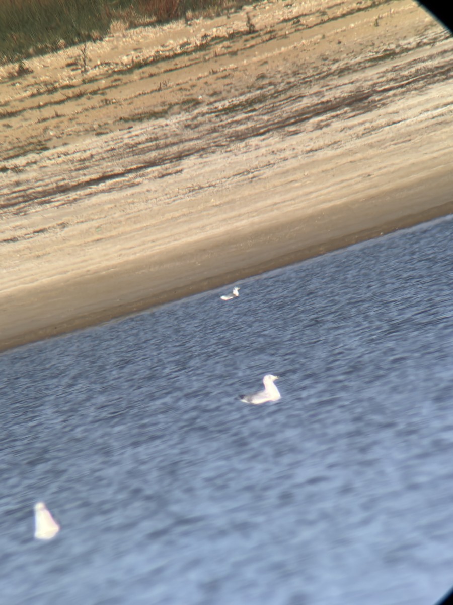 Mouette tridactyle - ML643789553
