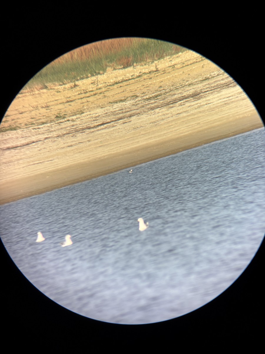 Mouette tridactyle - ML643789555