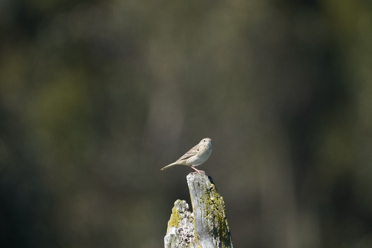 Hellmayr's Pipit - ML643789556