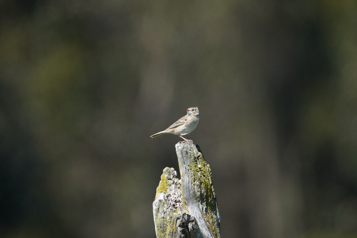 Hellmayr's Pipit - ML643789557