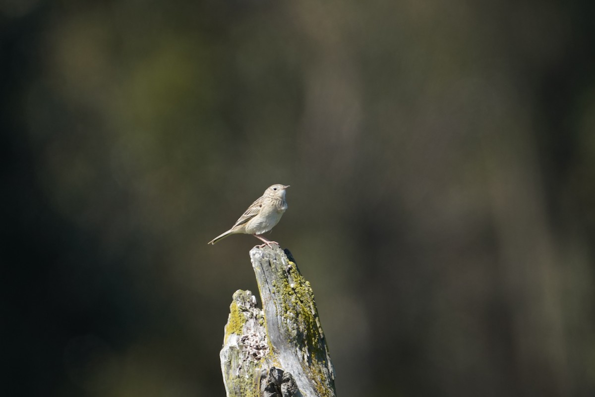 Hellmayr's Pipit - ML643789558