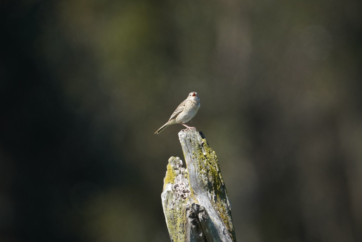 Hellmayr's Pipit - ML643789559