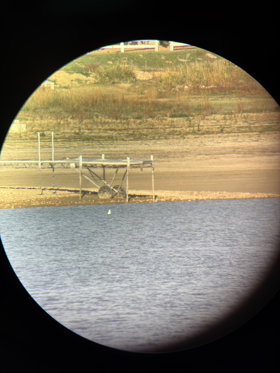 Mouette tridactyle - ML643789561