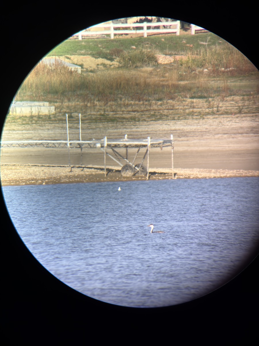 Mouette tridactyle - ML643789562