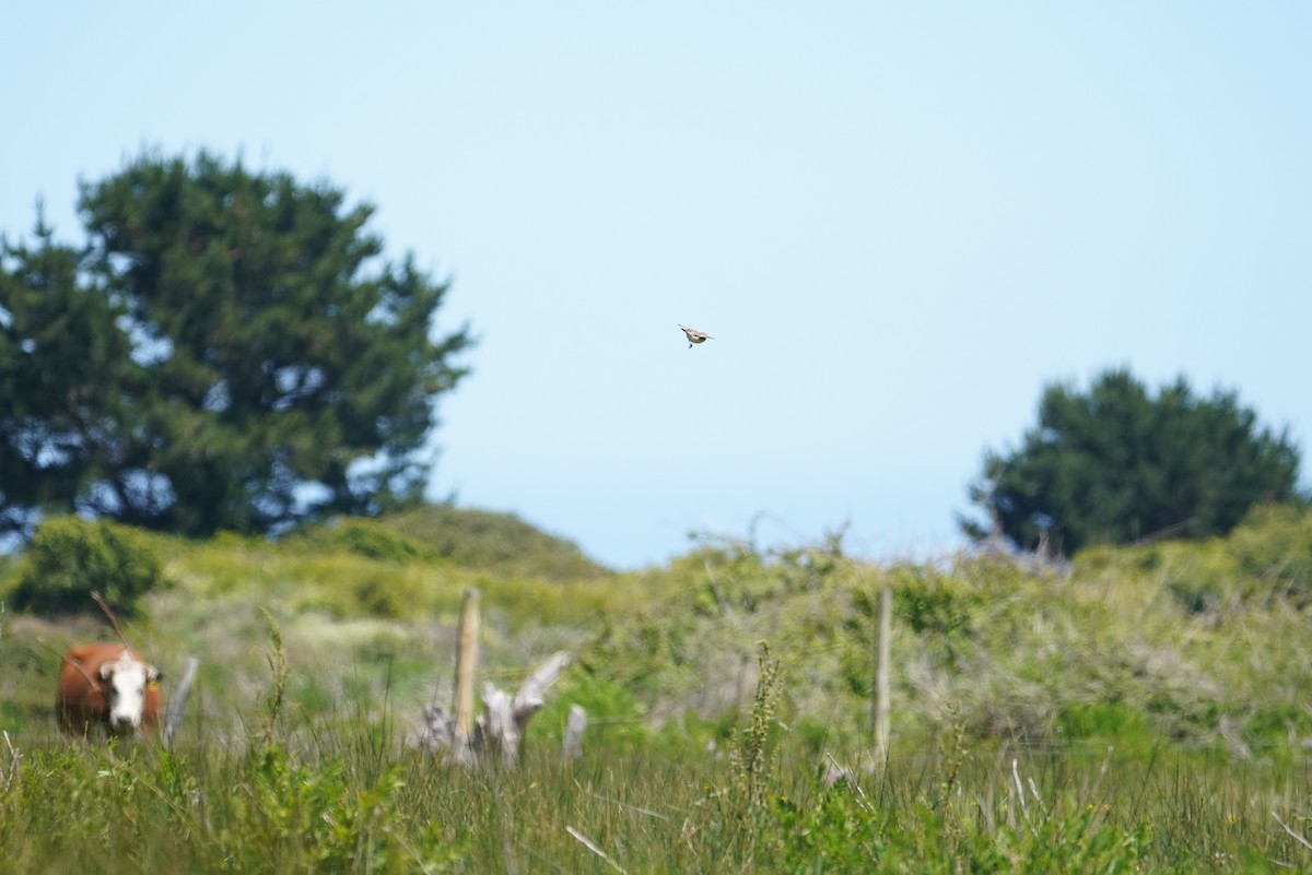 Hellmayr's Pipit - ML643789565