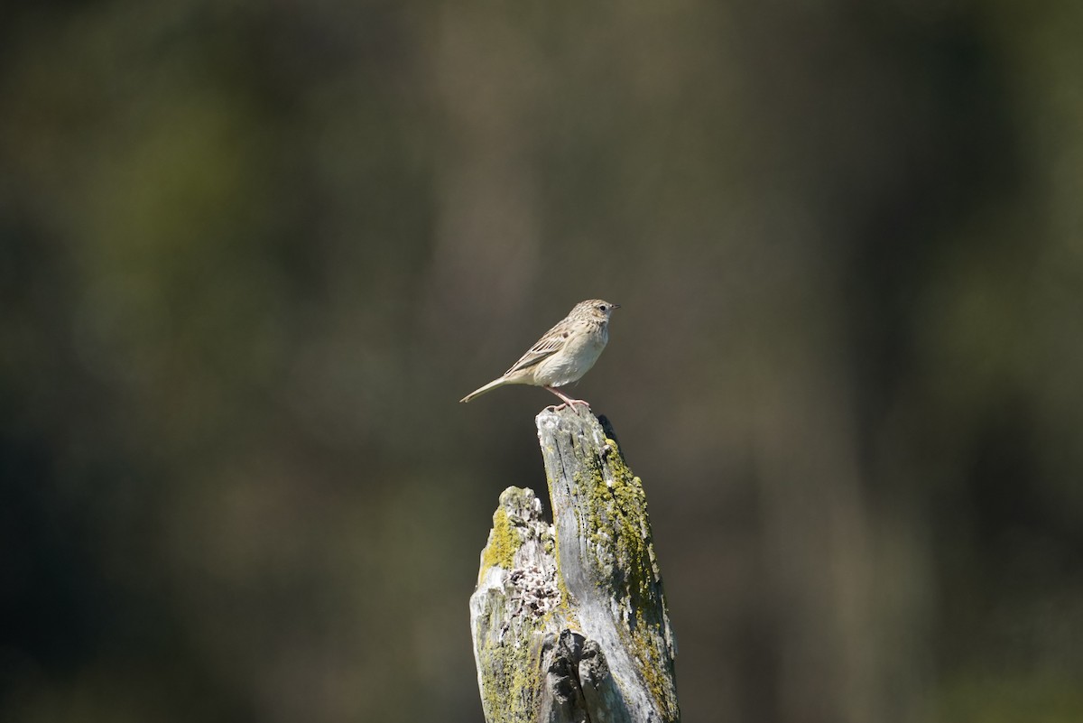 Hellmayr's Pipit - ML643789566